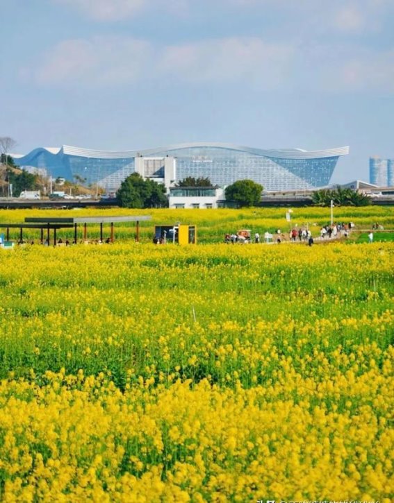 成都周边1小时花田秘境，油菜花盛开等你来探