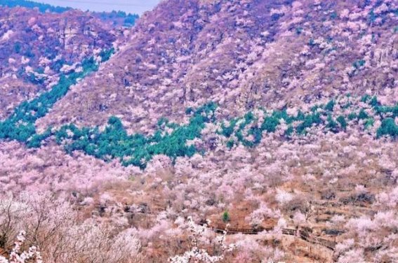 春夏秘境花海，九个不为人知的诗意花园