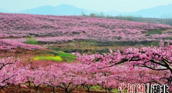 枣阳桃花长廊：在春风里绽放的汉文化与自然之美