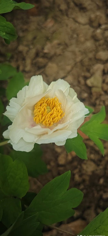 洛阳牡丹提前绽放，温控大棚助力盛花季