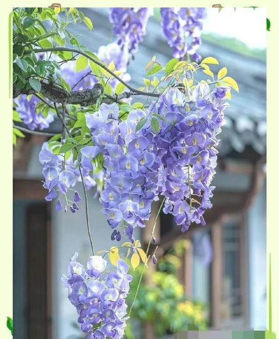 土茯苓在痛风治疗中的应用