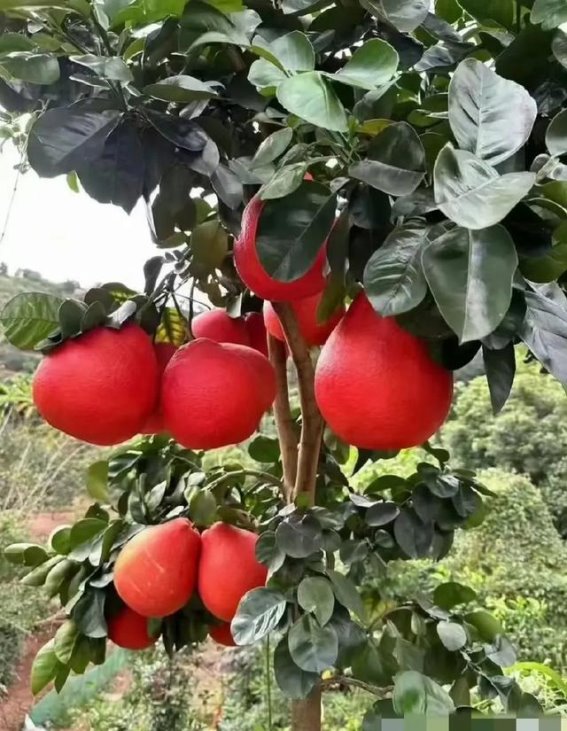 二陈汤——治痰湿的基础方