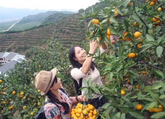 砂糖橘和耙耙柑到底能不能吃？流传的说法到底可信吗？