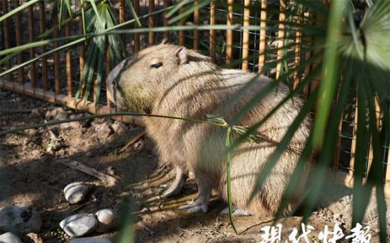 扬州动物园迎来“水豚之家”，卡皮巴拉与游客亲密接触