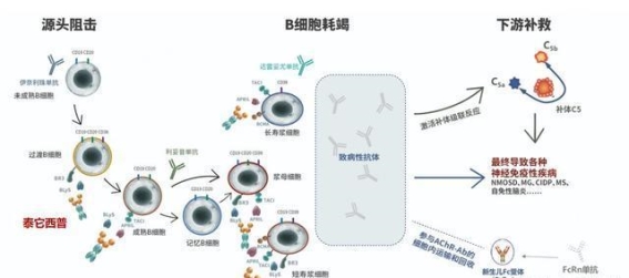 张旭教授开启MG精准靶向治疗新篇章，泰它西普获优先审评