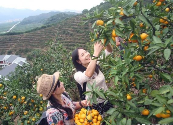 砂糖橘致癌？耙耙柑打退酸剂？柑橘类水果真的不能吃了吗？