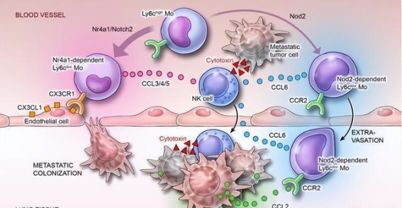 新冠病毒与癌症治疗的意外发现