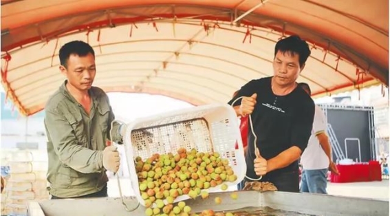 为什么车厘子长时间运输依然新鲜？