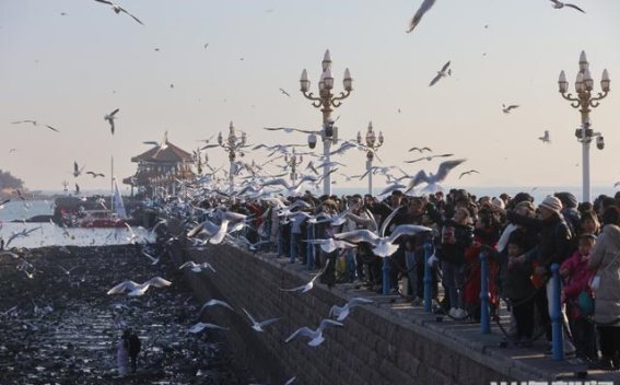 栈桥的热闹与人鸥共舞的和谐美景