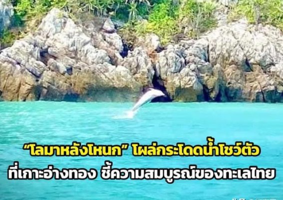 红统群岛的中华白海豚——海洋生态复苏的象征