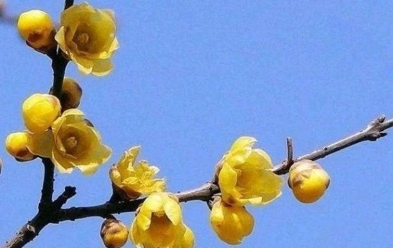 春寒未尽，岁末候春——泉城冬日的温情与岁月