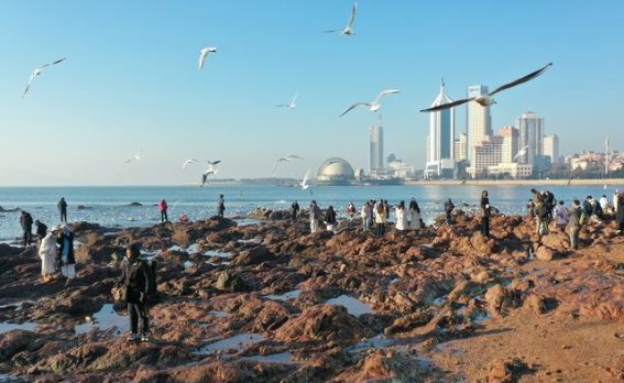 栈桥上的“流量担当”——冬日海鸥的独特魅力