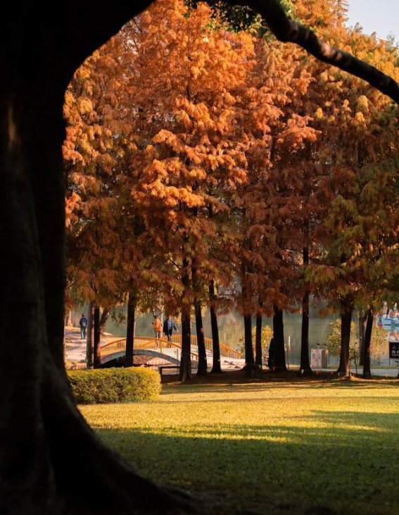 五天四夜厦门深度游：海风、历史与美食的完美交织