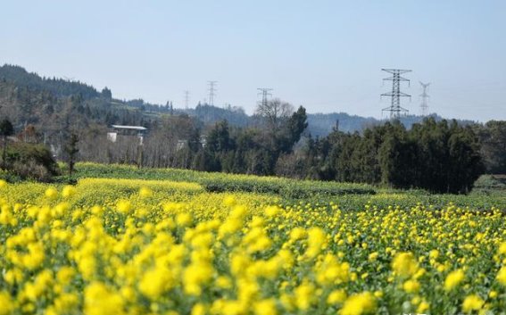 罗平油菜花初绽，金浪翻滚迎春到