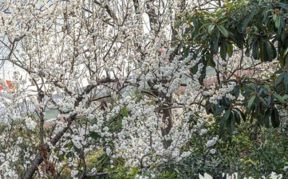 巴东樱花盛放，春意盎然