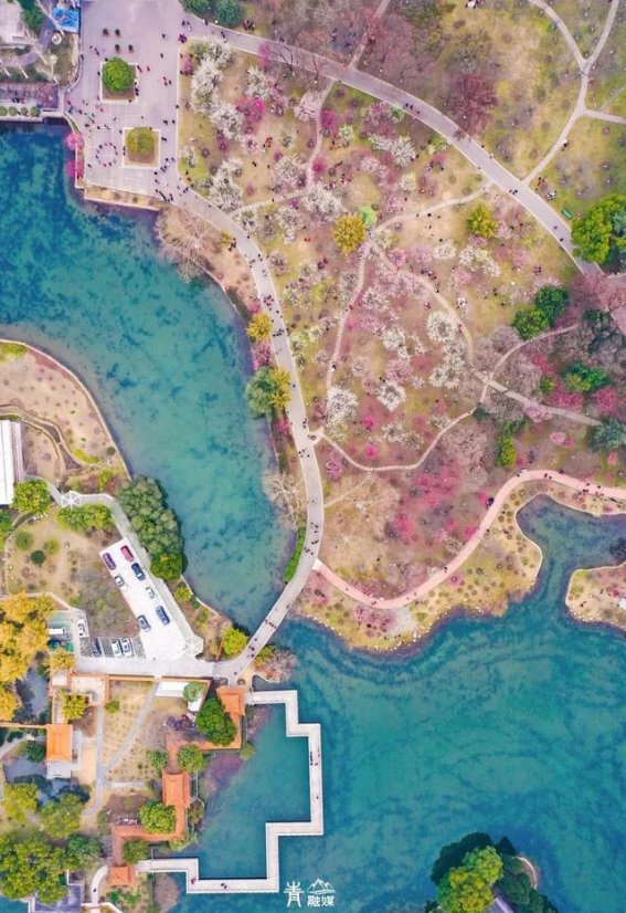 青山梅花绽放，春色无边