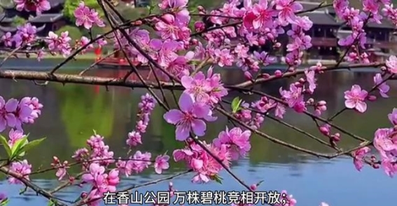 春天的北京，赏花遛娃好去处