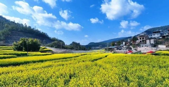 安宁春日自驾之旅，油菜花田的诗意探寻