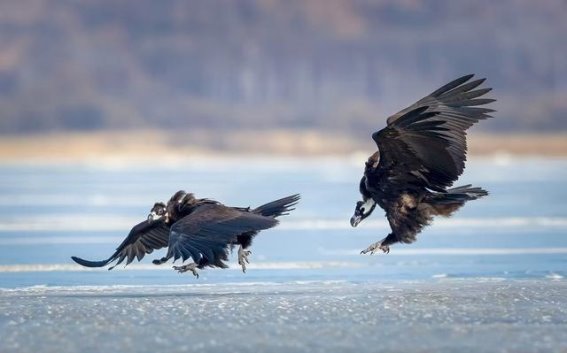 海雕翱翔：珲春龙山湖的自然奇观
