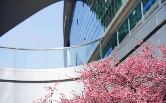 长宁春色渐浓，梅花香气扑鼻的浪漫时光