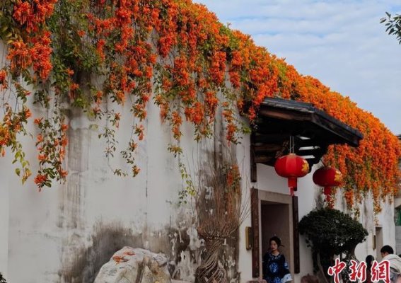 福州三坊七巷的春日花墙