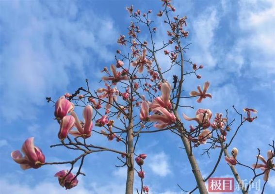 白玉公园玉兰花盛开，春风送暖迎宾客