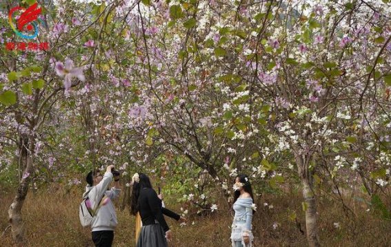 在西樵环山花海邂逅春日的浪漫与自然之美