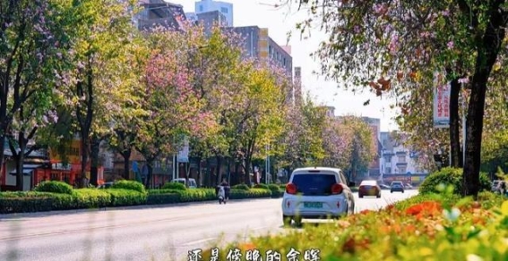 春光正好，公园路洋紫荆花开，玉林春日美景如画