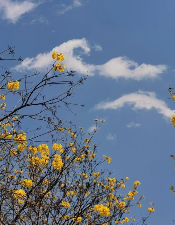 开远春光：凤凰山的黄花铃与田野的春意