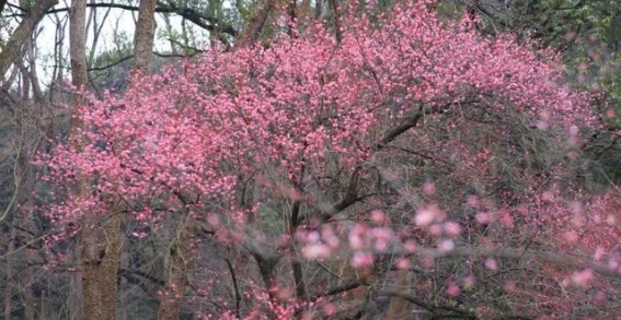 春日寻梅，感受杭州的浪漫与诗意