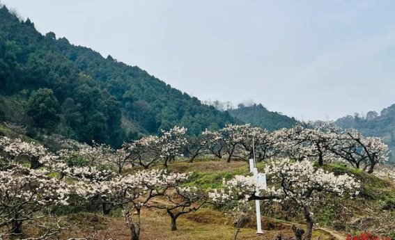 成都龙泉驿千亩樱桃花开新品种增添春色