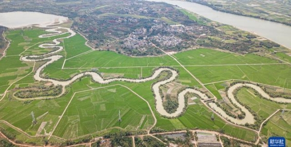 春回三十六曲溪 稻田绿意盎然