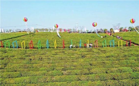 茶绿樱花红，岳阳春日的茶文化盛宴