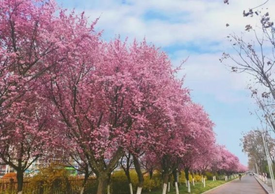杨凌春色如画，花海邀您共赏