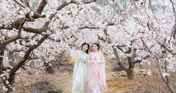 永城芒砀山：杏花盛开，春日里的美丽画卷