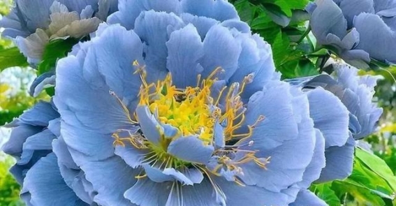 千年帝都，牡丹倾城，一日看尽长安花：探寻洛阳前世今生