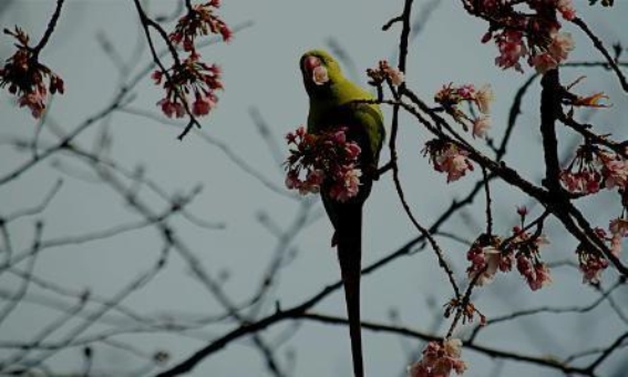 红领绿鹦鹉的全球“入侵”：带来的挑战与争议