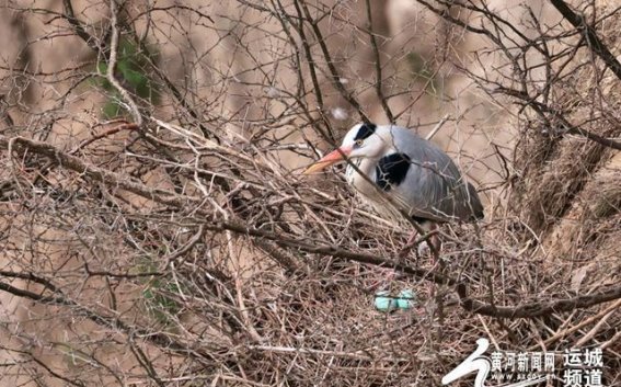 平陆好汉坡：黄河湿地的苍鹭栖息地与生态复苏