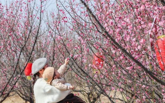 春暖梅园，踏青赏梅别样风光
