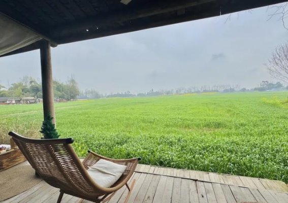 春光里的一杯茶：在新津的乡野中寻找心灵的栖息地