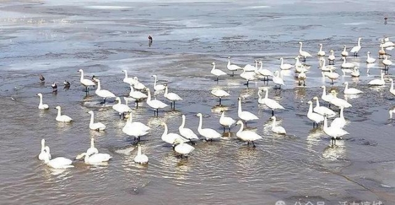 岱海迎春，候鸟归来——见证内蒙古凉城县湿地生态恢复的奇迹