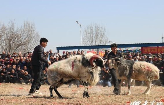 济宁市兖州区第十八届民俗文化旅游节暨店子斗羊大赛圆满落幕