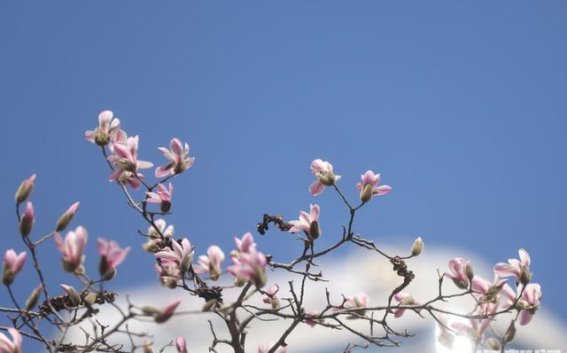 青岛东海西路的春日玉兰花盛开