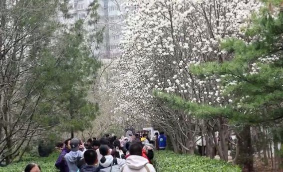 百花公园玉兰大道：如雪般的花海，春天的优雅与静谧