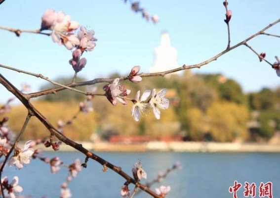 北京市属公园春季踏青赏花活动精彩纷呈