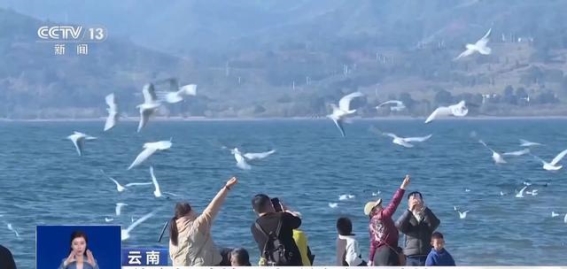 文明与野生动物的和谐共处：关于红嘴鸥的思考