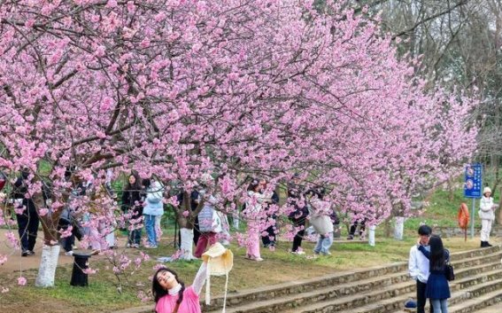 南京樱花盛开，春日浪漫再度绽放