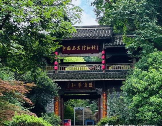 春日杭州茶山行：从茶博到九溪，走进一段山水文化之旅