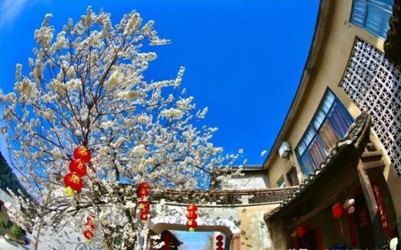 樱花盛开，春风十里：郧阳的樱花海带来的春日浪漫