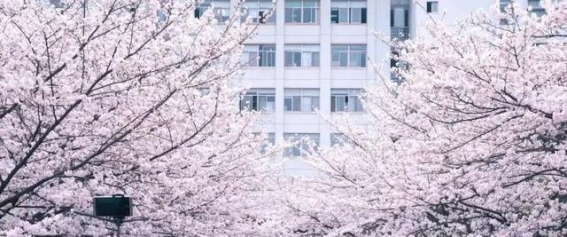 2025樱花季必游清单｜3月中下旬8大最美樱花胜地推荐